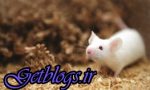۲ موش هم‌جنس بچه‌دار شدند / نتیجه یک تحقیق عجیب چینی‌ها